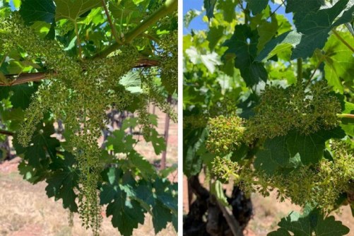 Cherryblock Vineyard Grapes 1